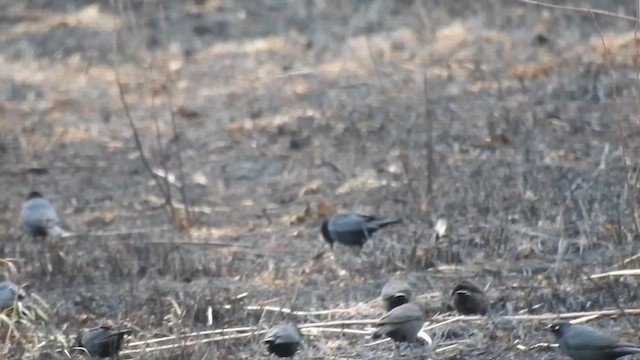 Brewer's Blackbird - ML622041236