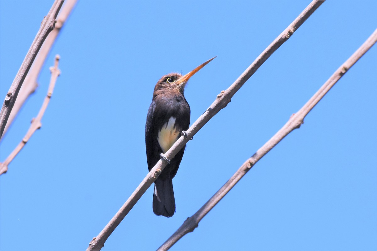 Brown Jacamar - ML622041251