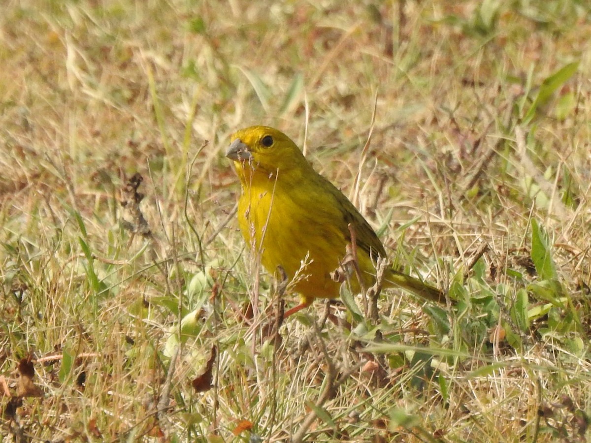 Saffron Finch - Patricio Ramírez Llorens