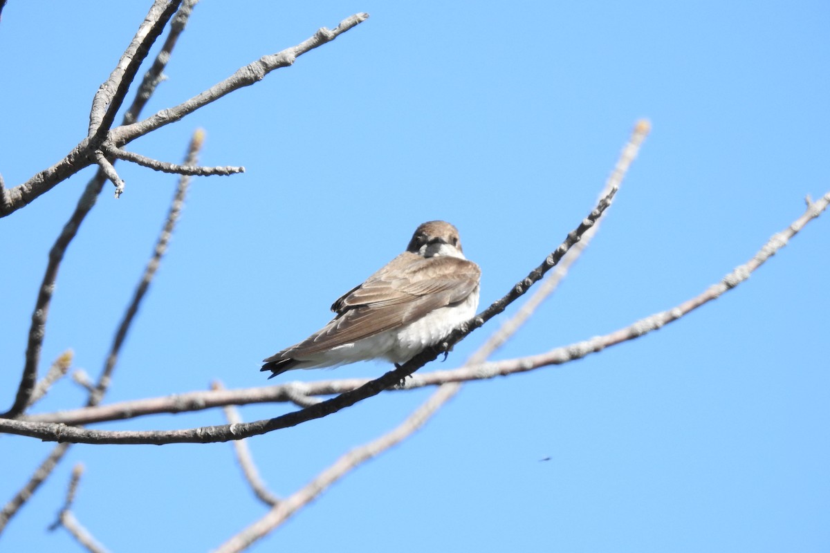 Northern Rough-winged Swallow - ML622041262