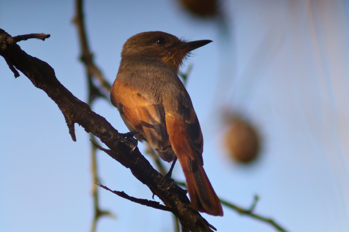 Rufous Flycatcher - ML622041448