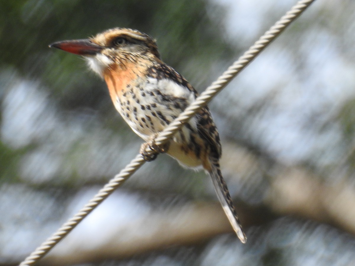 Spot-backed Puffbird (Spot-backed) - ML622041462