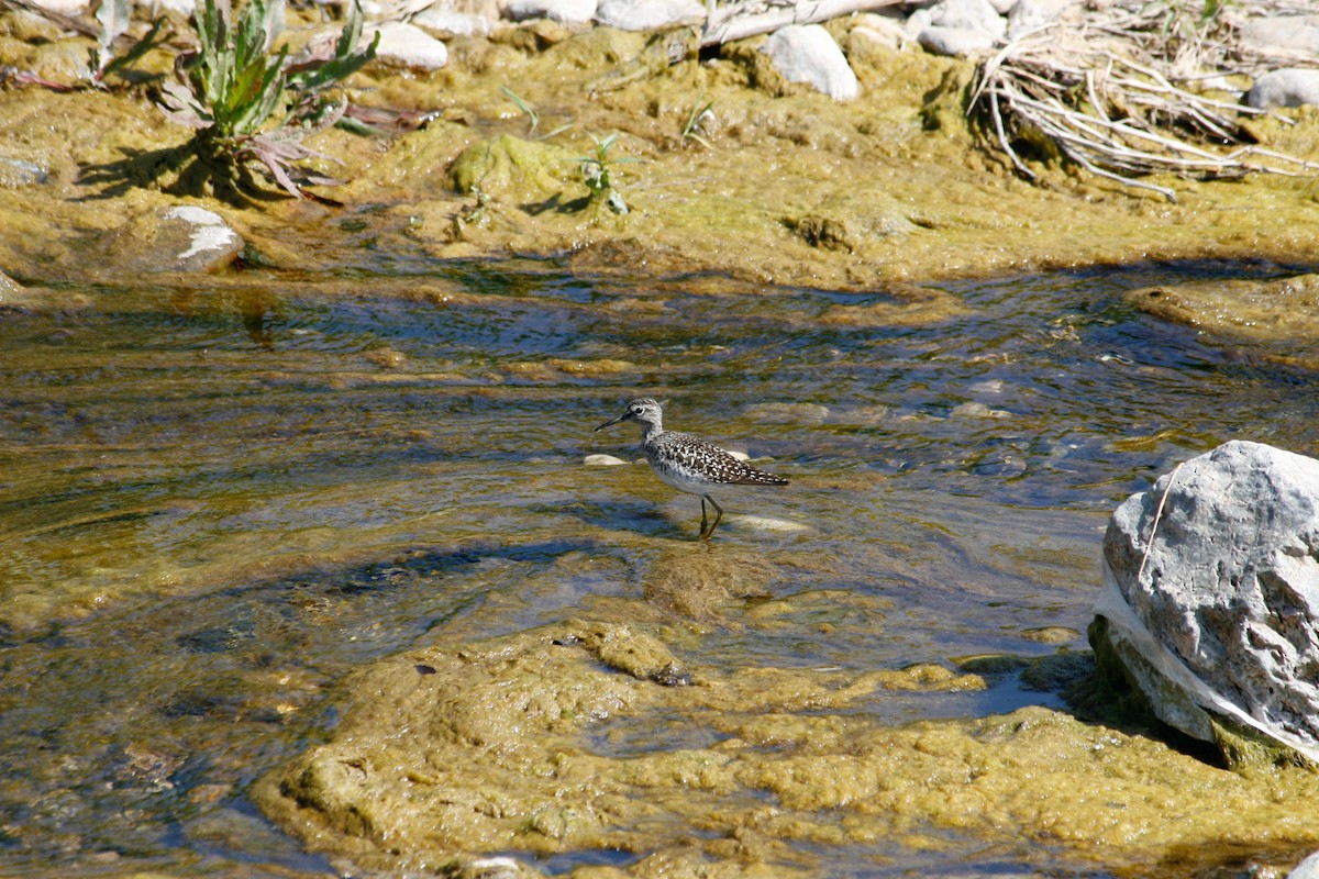 Wood Sandpiper - ML622041502