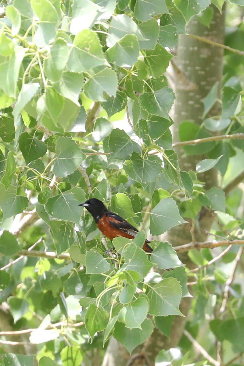 Orchard Oriole - ML622041511