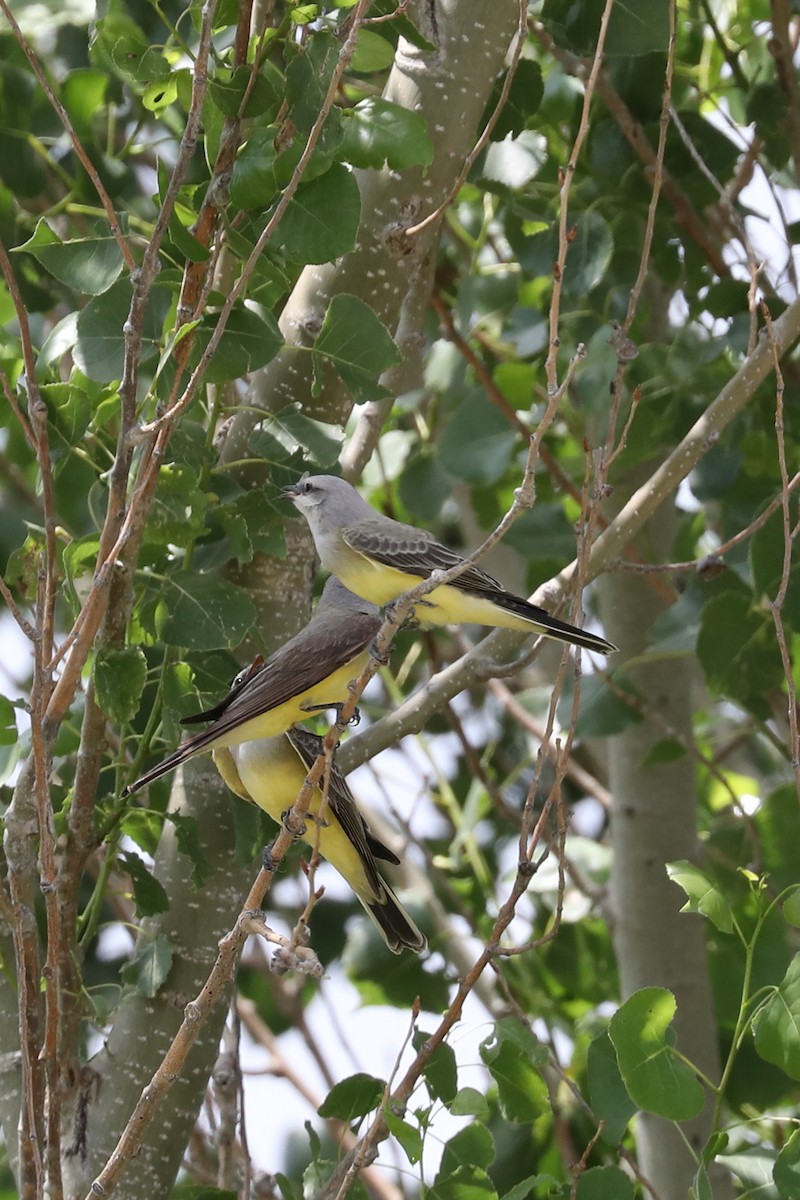 Western Kingbird - Emily Holcomb