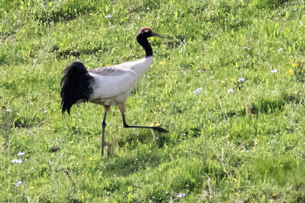 Black-necked Crane - ML622041535
