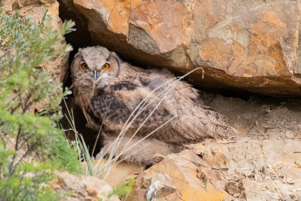 Eurasian Eagle-Owl - ML622041550