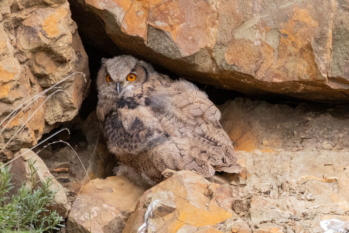 Eurasian Eagle-Owl - ML622041554