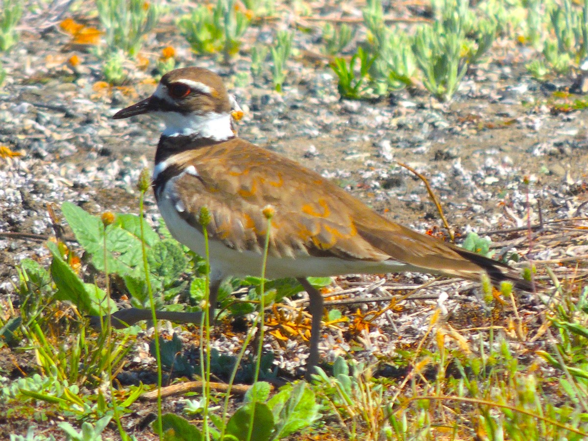 Killdeer - ML622041578