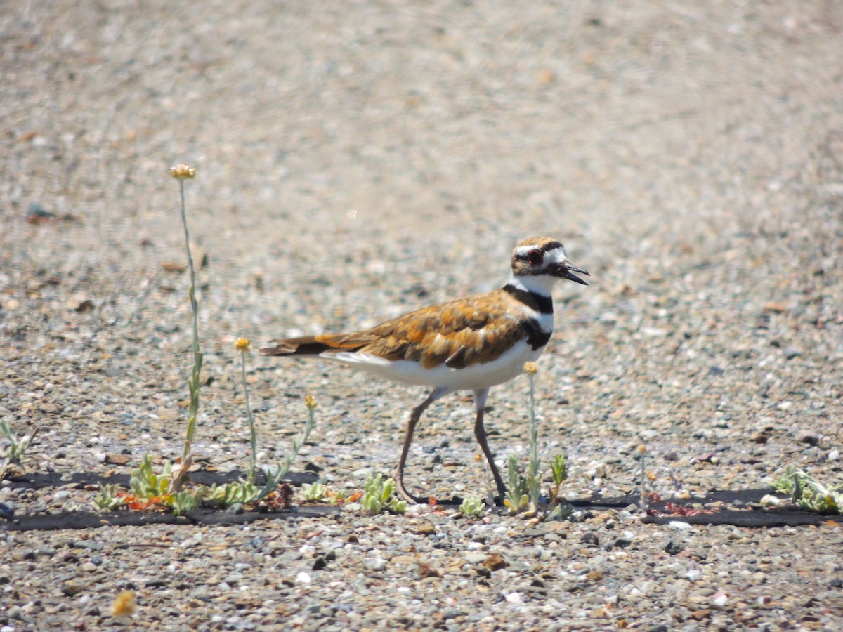 Killdeer - ML622041582