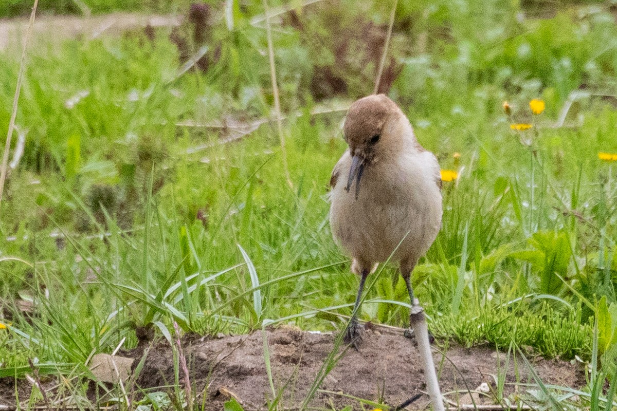 Ground Tit - ML622041586