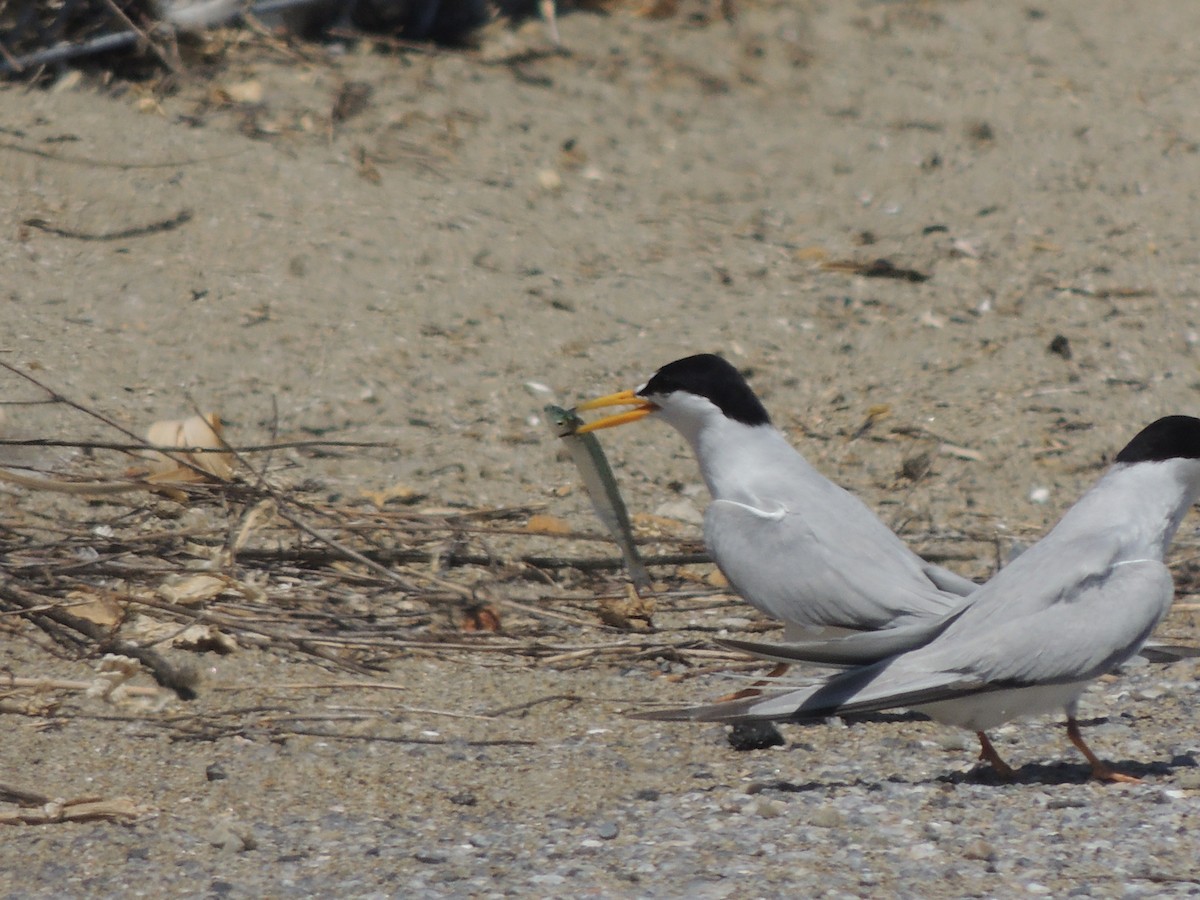 Least Tern - Roger Lambert