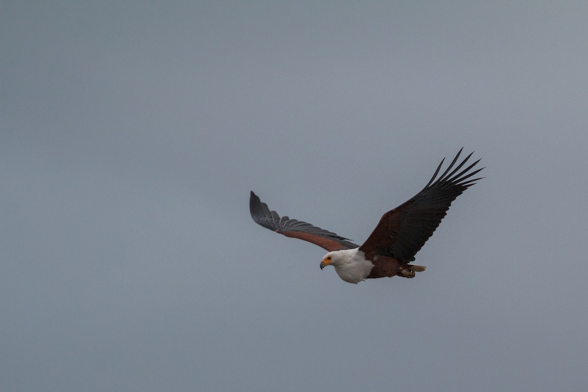African Fish-Eagle - ML622041601