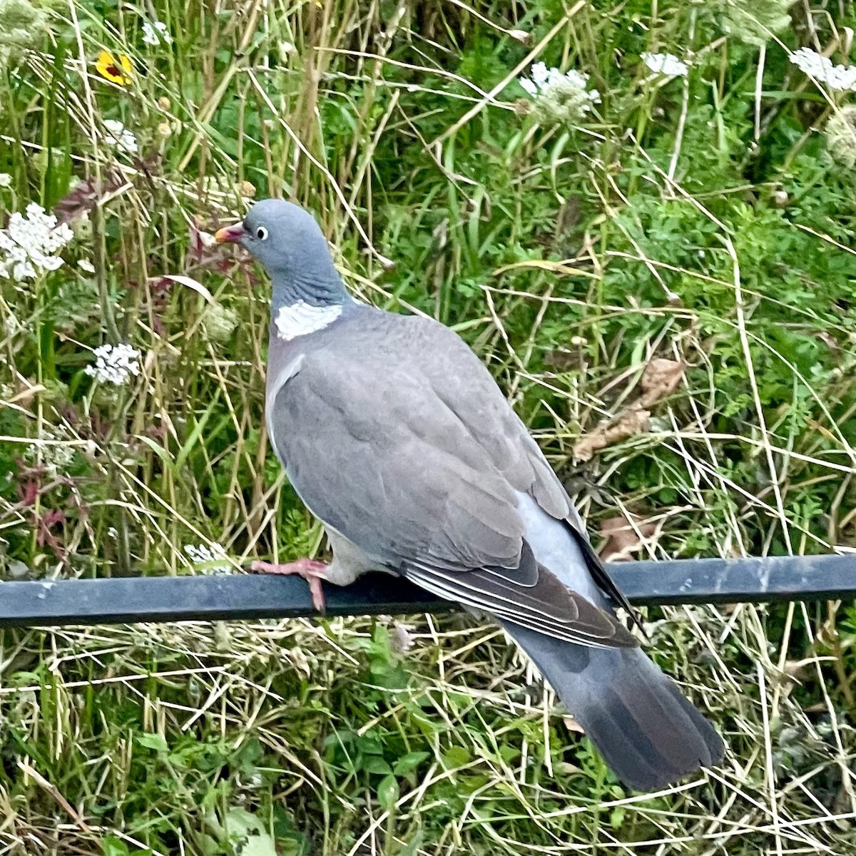 Common Wood-Pigeon - ML622041605