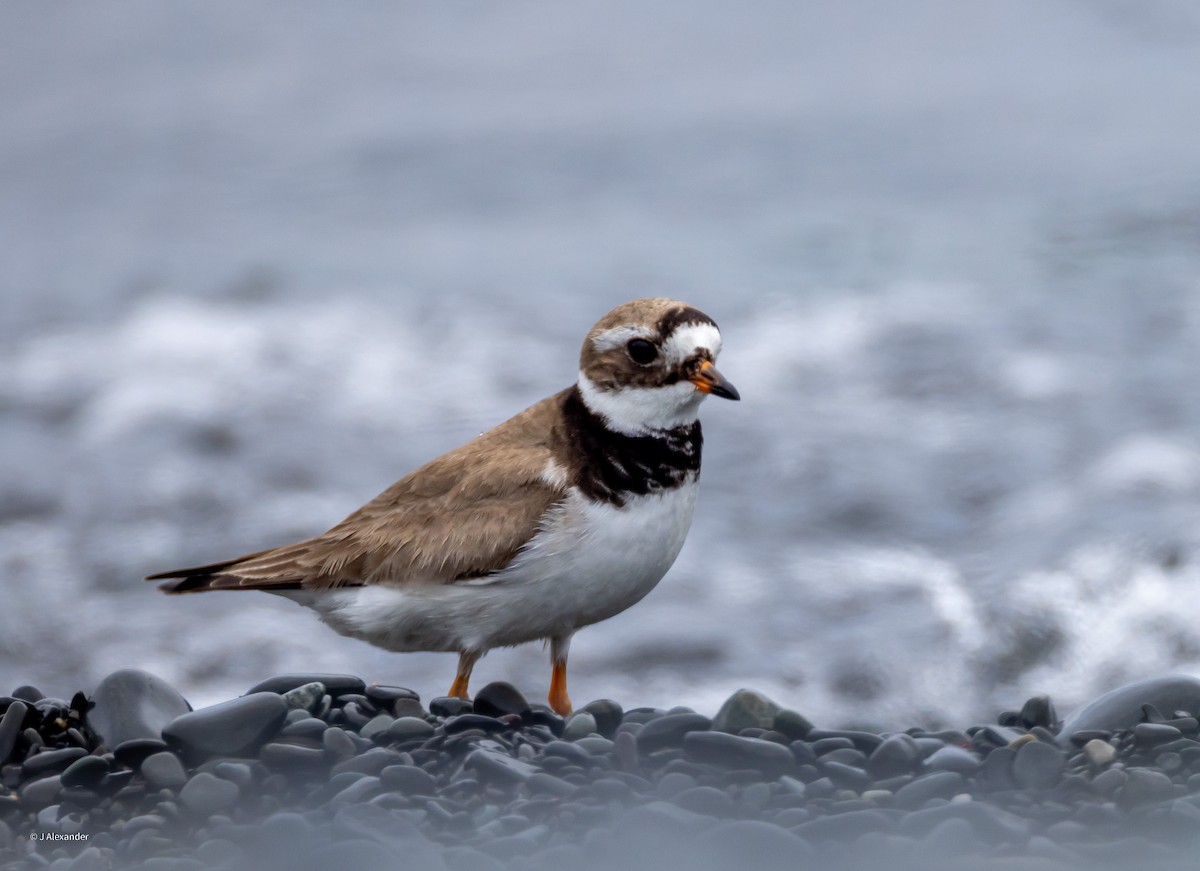 Common Ringed Plover - ML622041618