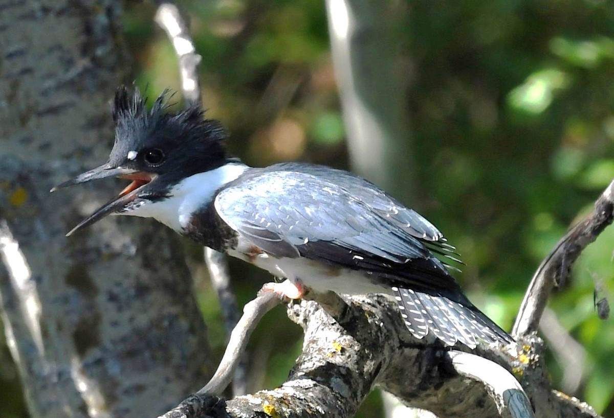 Belted Kingfisher - ML622041620
