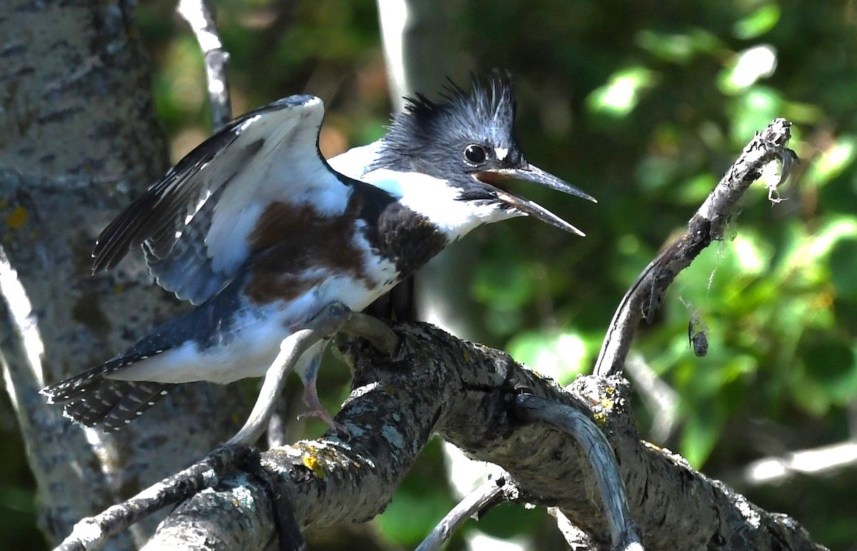 Belted Kingfisher - ML622041621