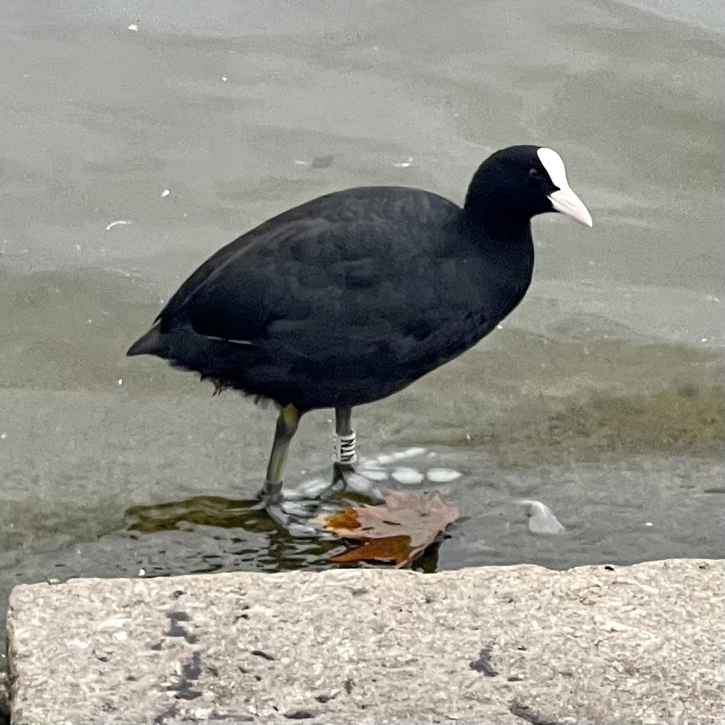 Eurasian Coot - ML622041622