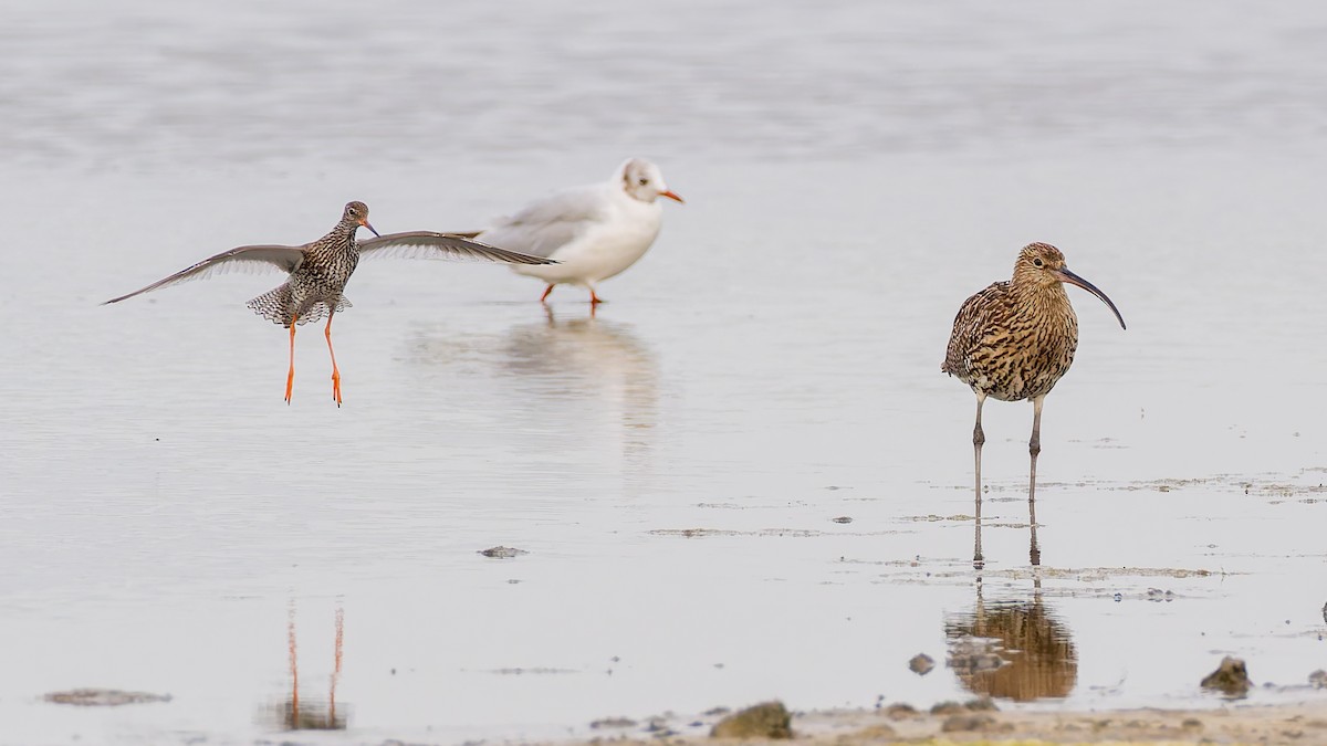 Common Redshank - ML622041643