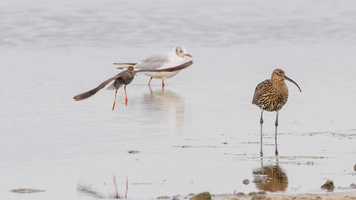 Common Redshank - ML622041645