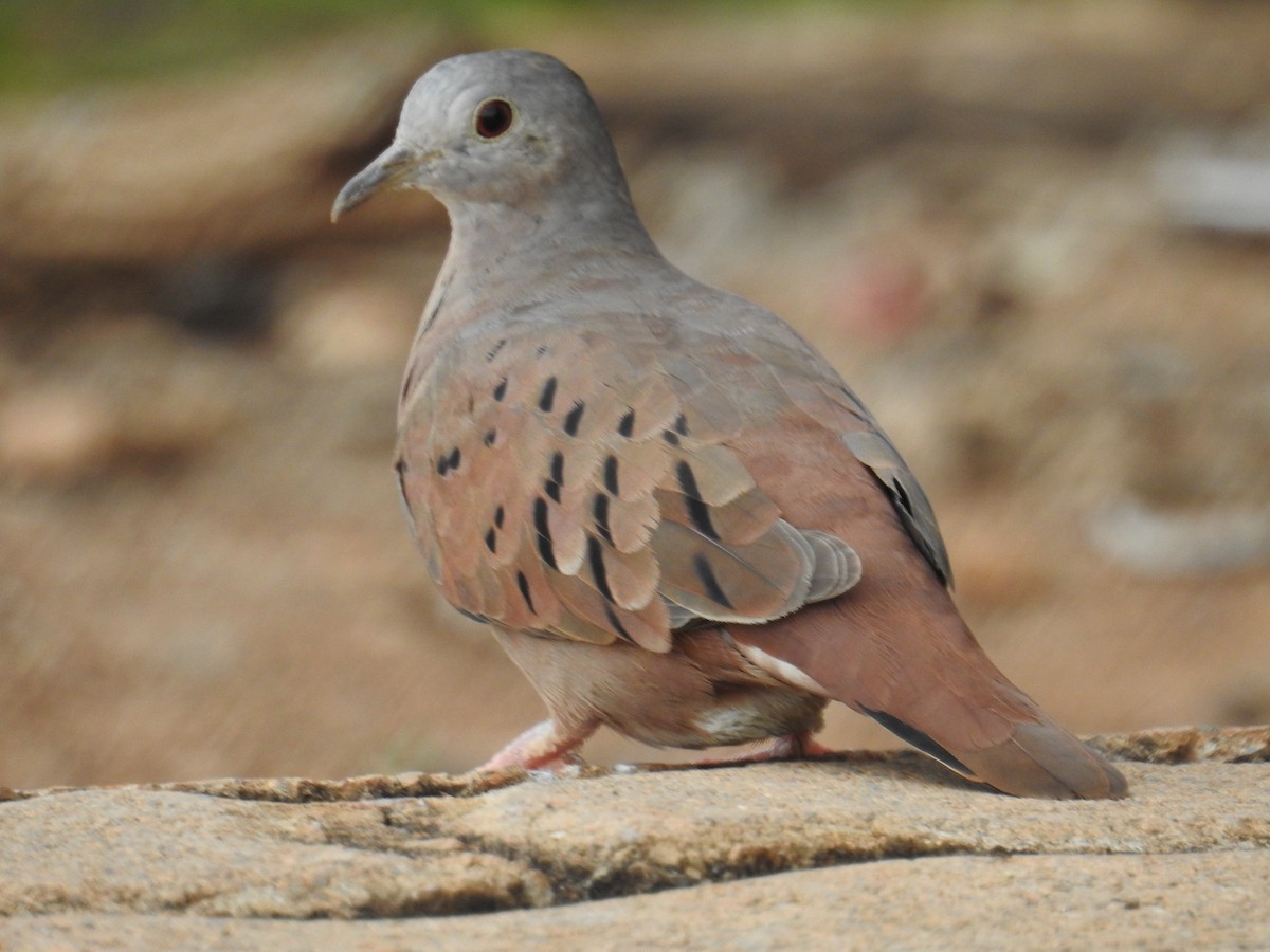 Ruddy Ground Dove - ML622041647