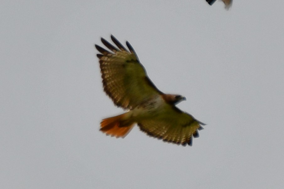 Red-tailed Hawk - ML622041684