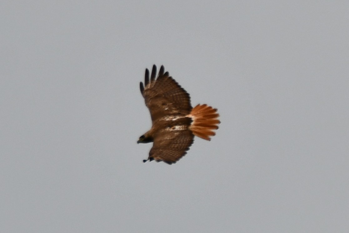 Red-tailed Hawk - ML622041687