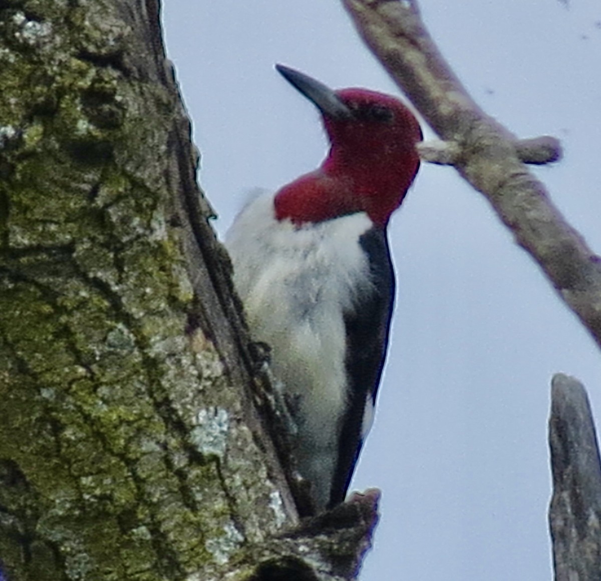 Red-headed Woodpecker - ML622041697
