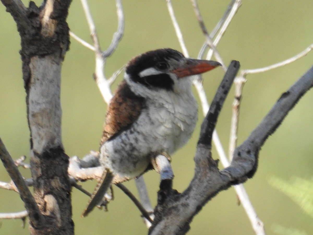 White-eared Puffbird - ML622041739