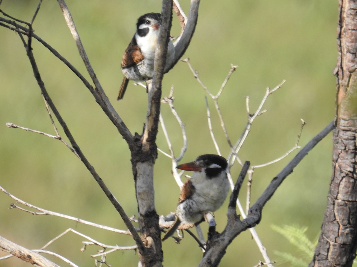 White-eared Puffbird - ML622041740