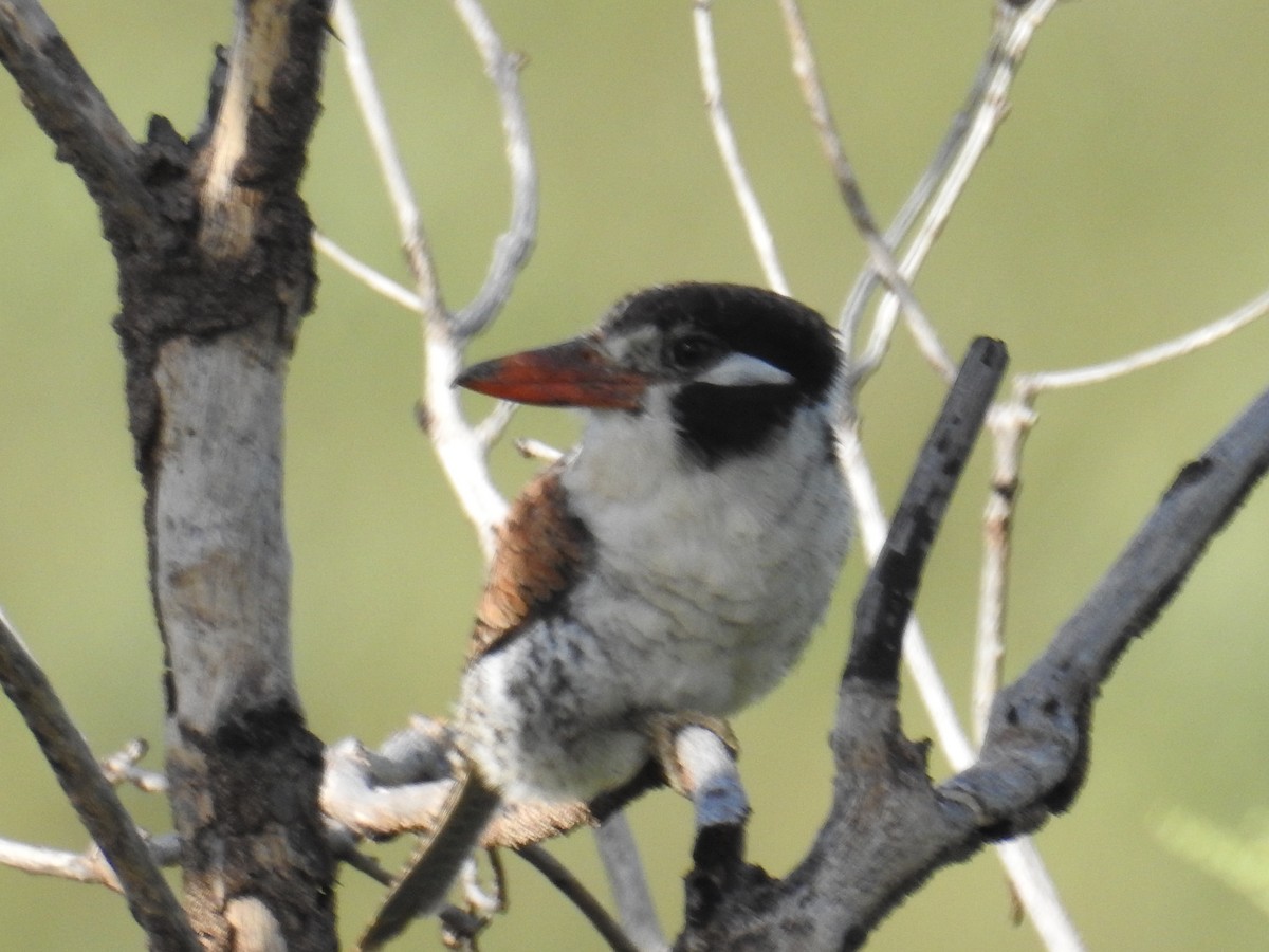 White-eared Puffbird - ML622041741