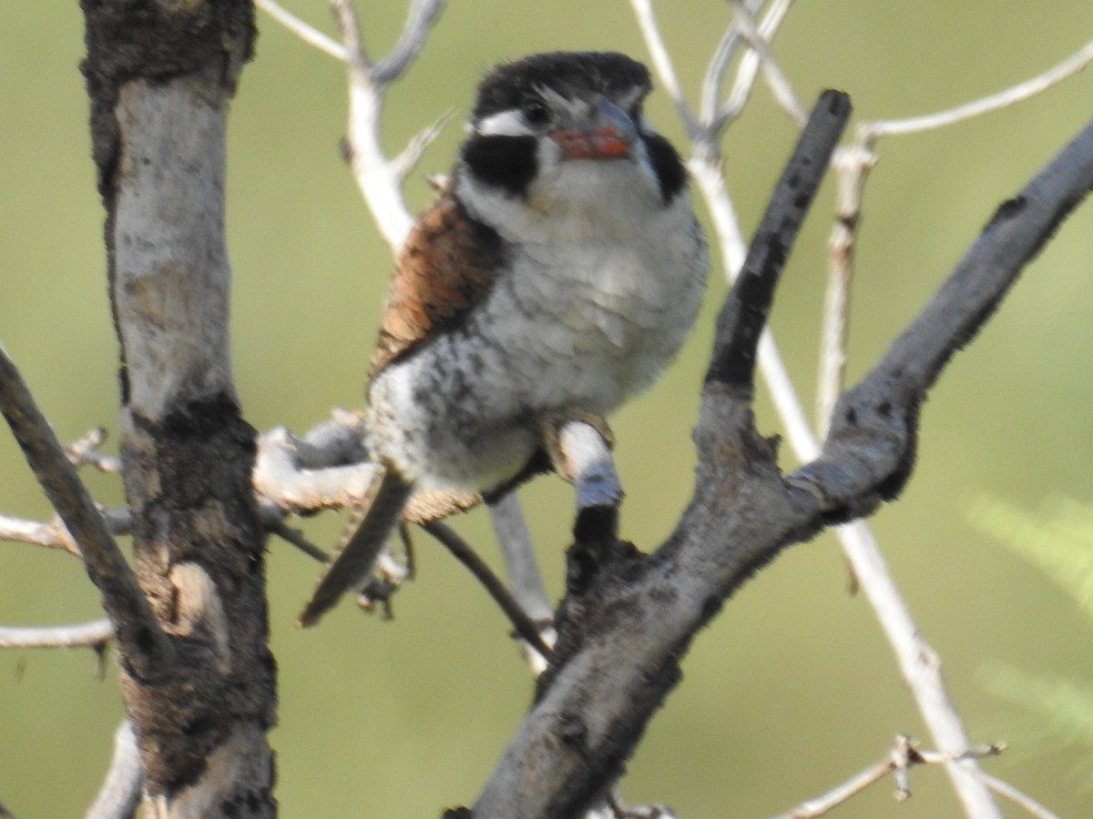 White-eared Puffbird - ML622041742