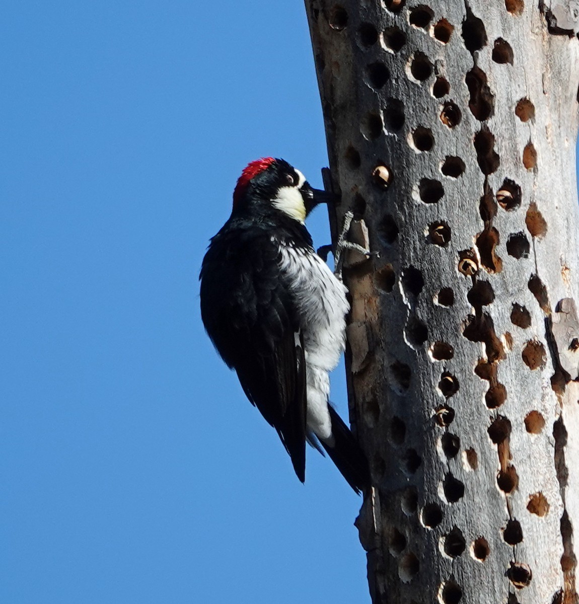 Acorn Woodpecker - ML622041803