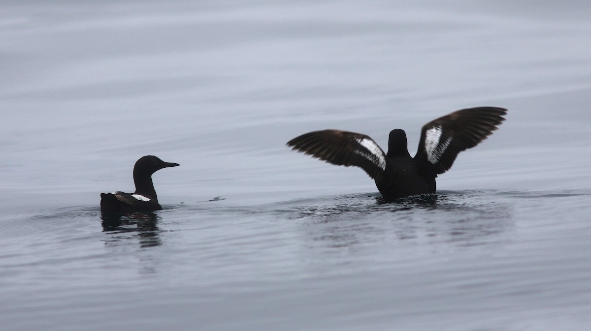 Pigeon Guillemot - ML622041825