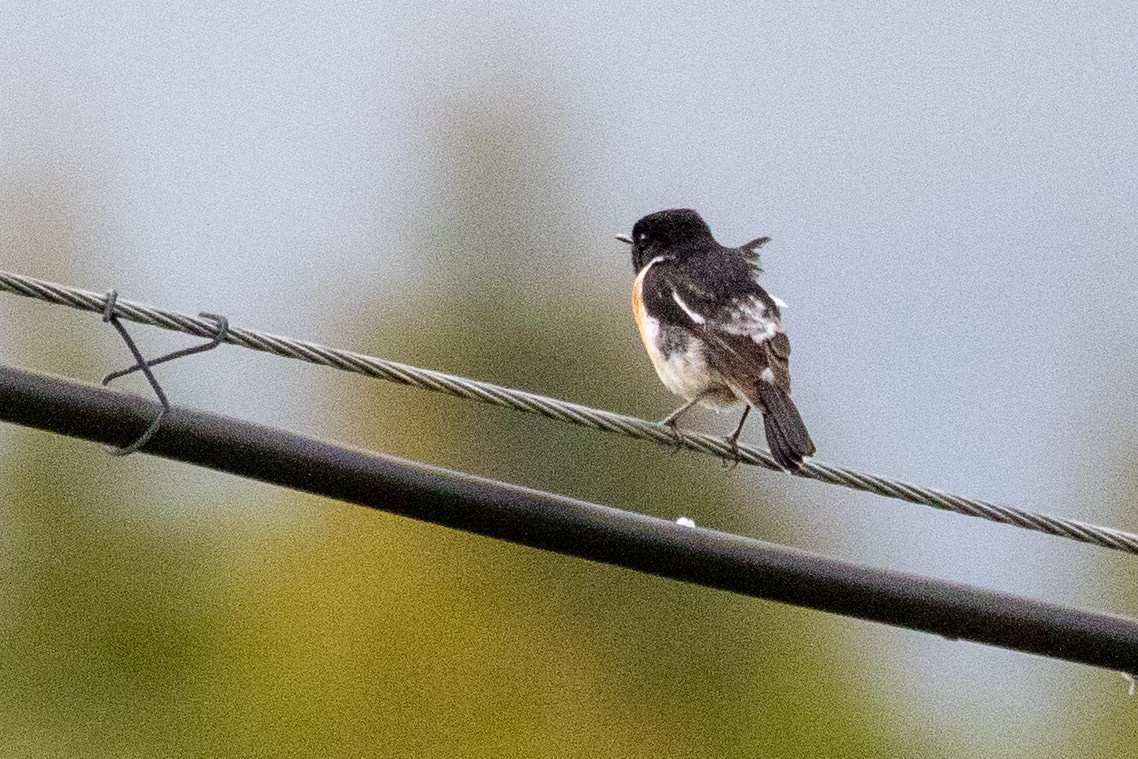 Siberian Stonechat (Przevalski's) - ML622041857