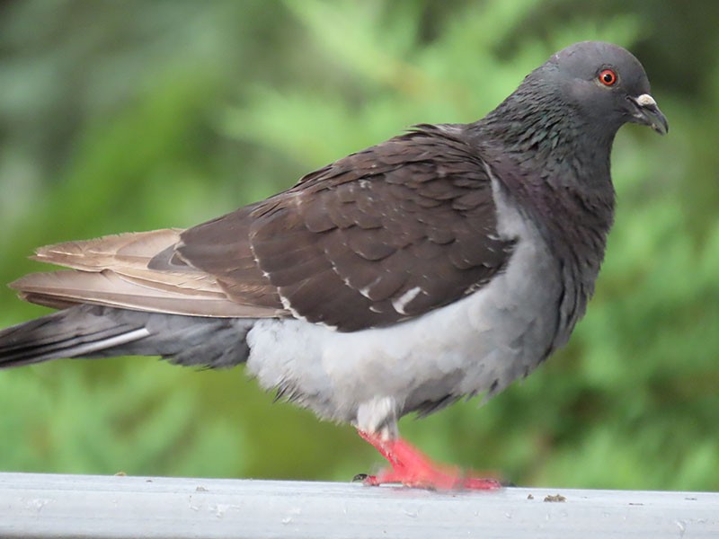 Pigeon biset (forme domestique) - ML622041920
