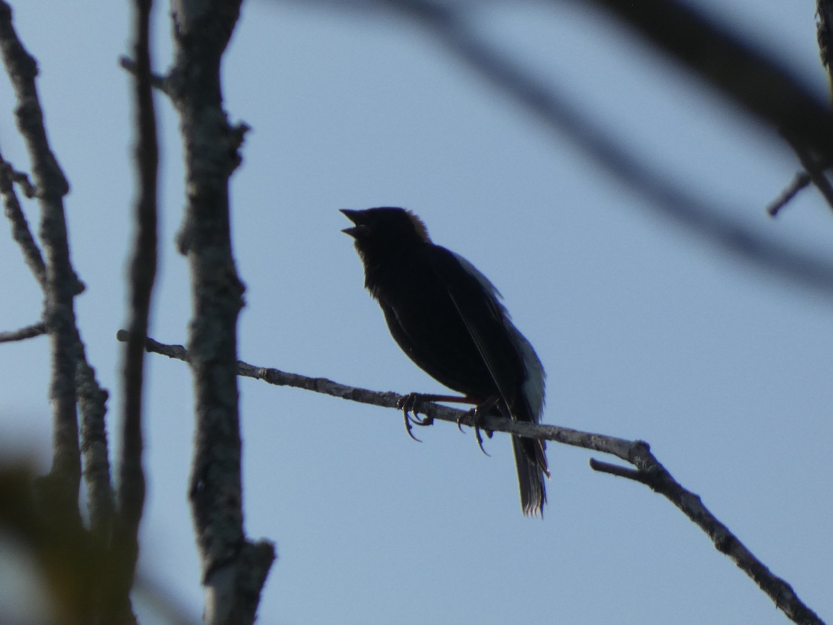 Bobolink - ML622041953