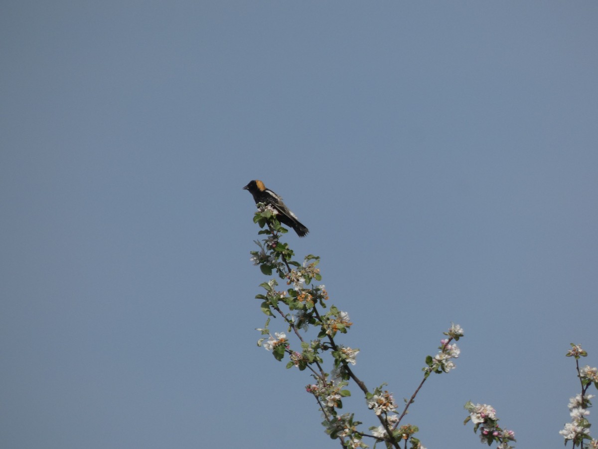 Bobolink - ML622041955