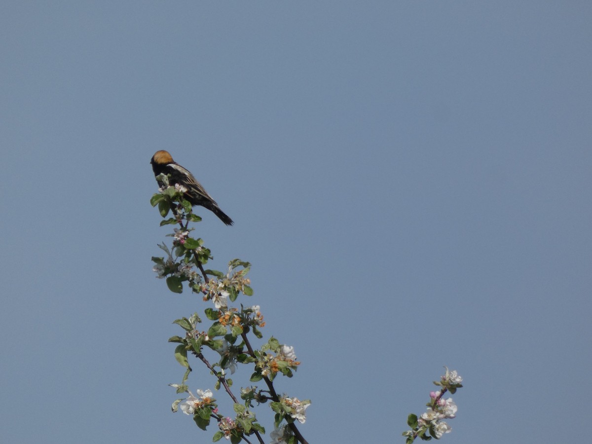 Bobolink - ML622041959