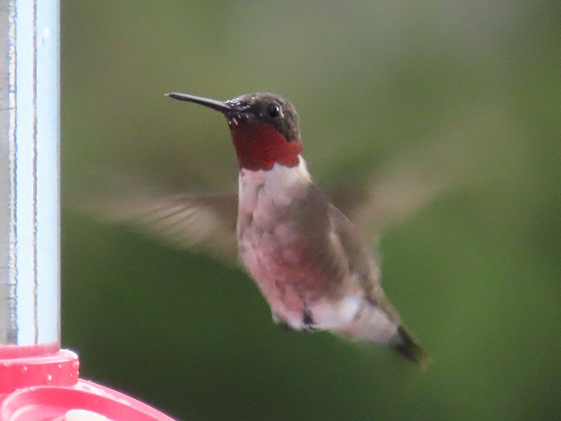 Ruby-throated Hummingbird - ML622041988