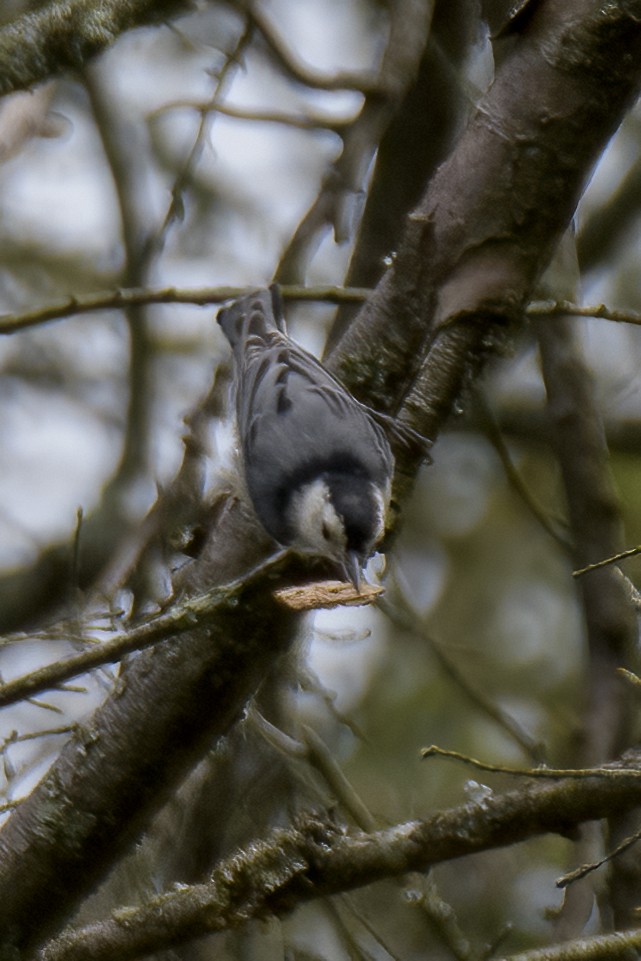 White-breasted Nuthatch - ML622041993