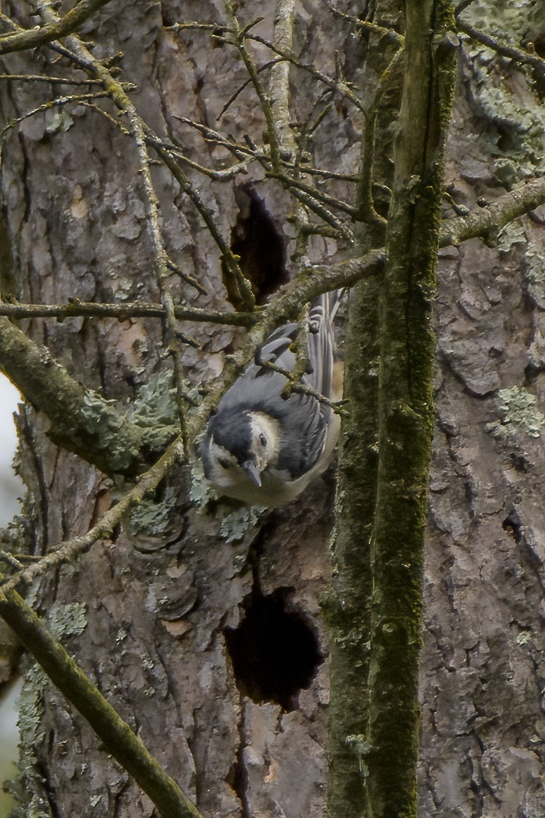 White-breasted Nuthatch - ML622041996