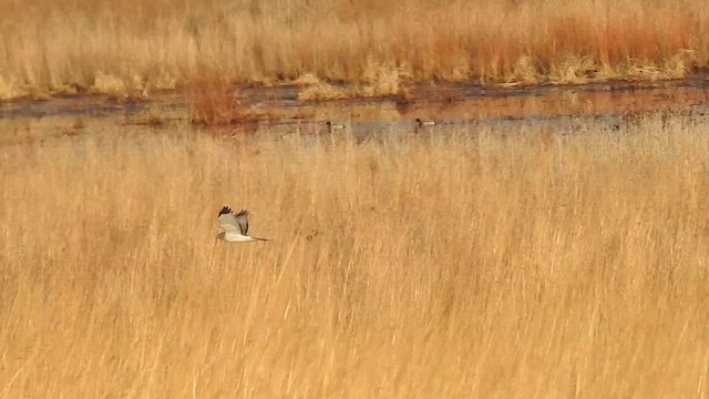 Northern Harrier - ML622041999