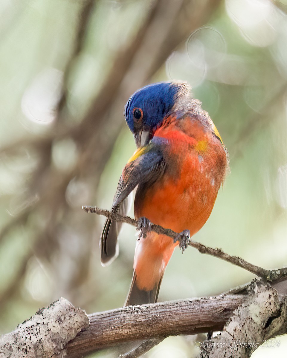 Painted Bunting - ML622042002