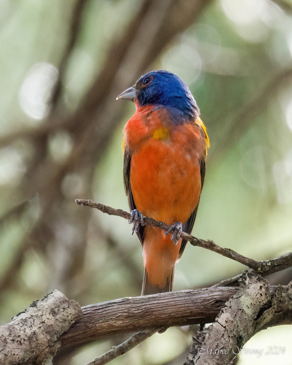 Painted Bunting - ML622042003