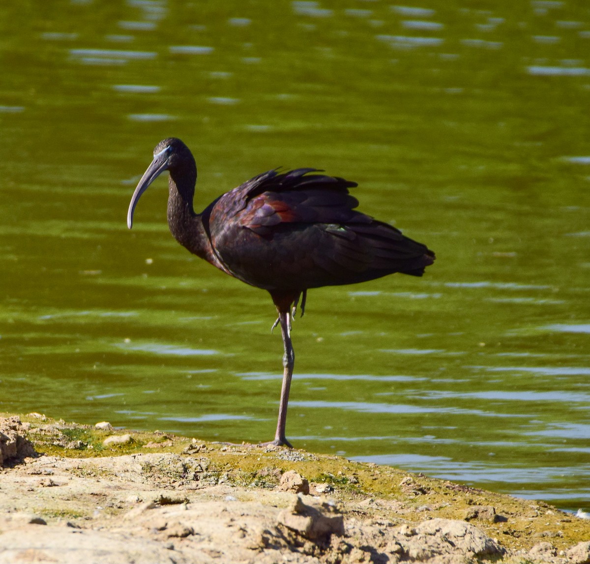 ibis hnědý - ML622042004