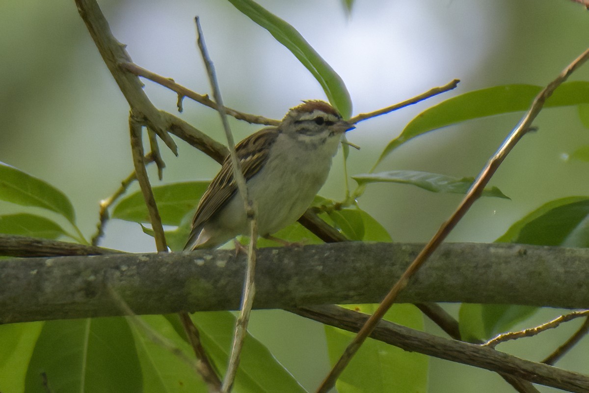 Chipping Sparrow - ML622042065