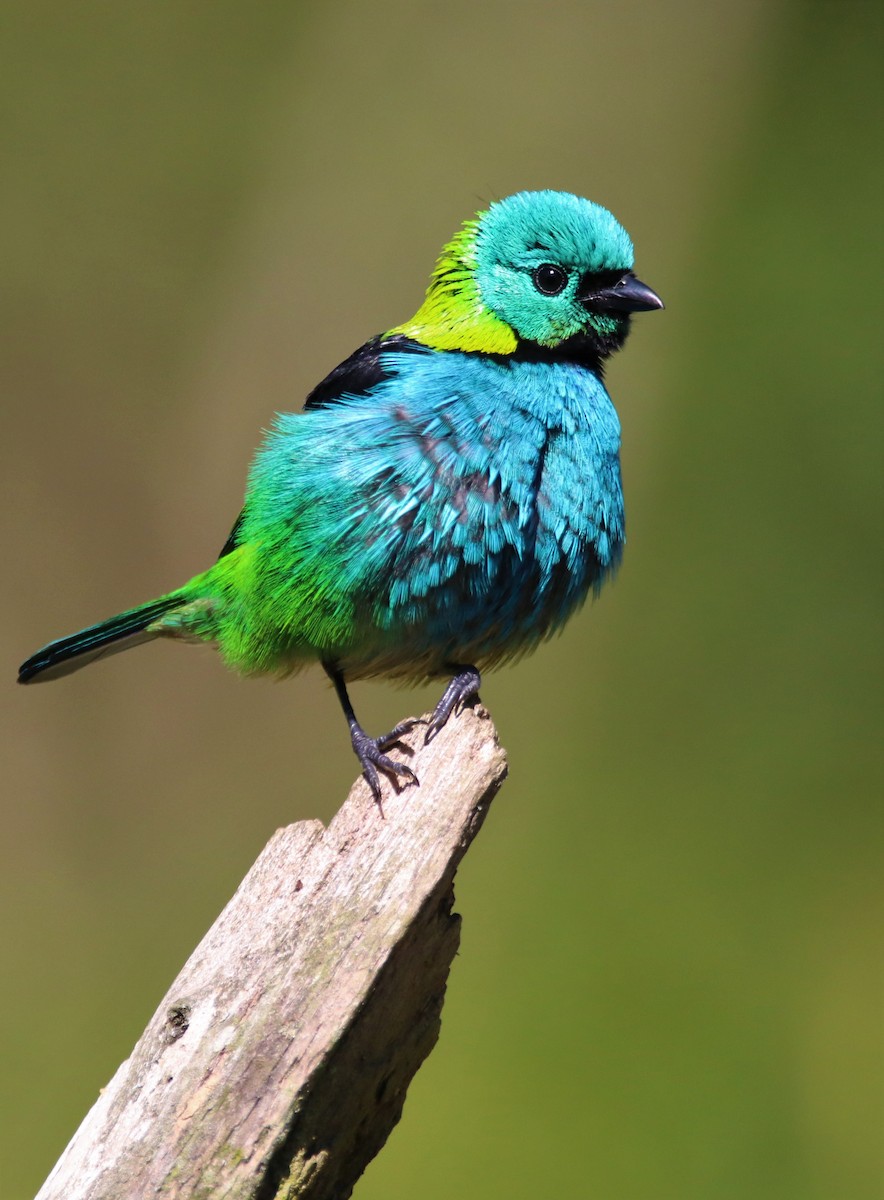 Green-headed Tanager - ML622042087