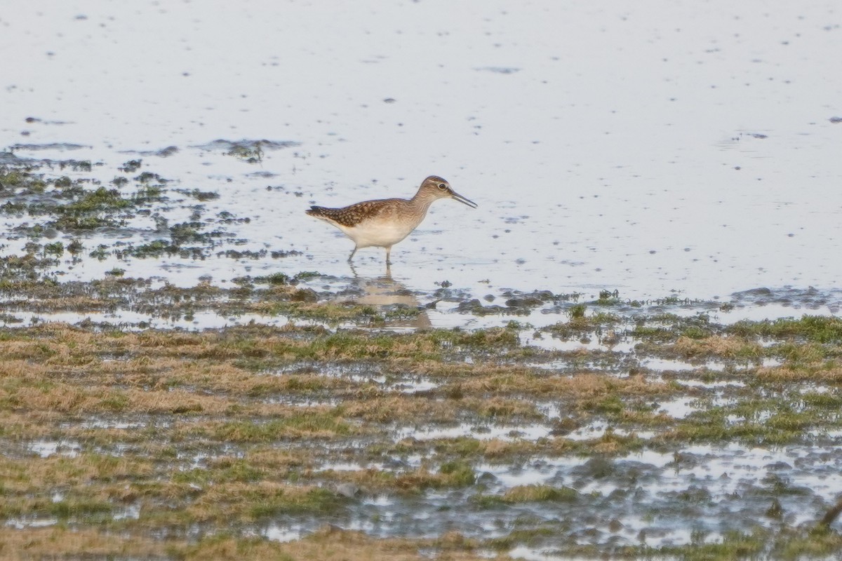 Wood Sandpiper - ML622042095