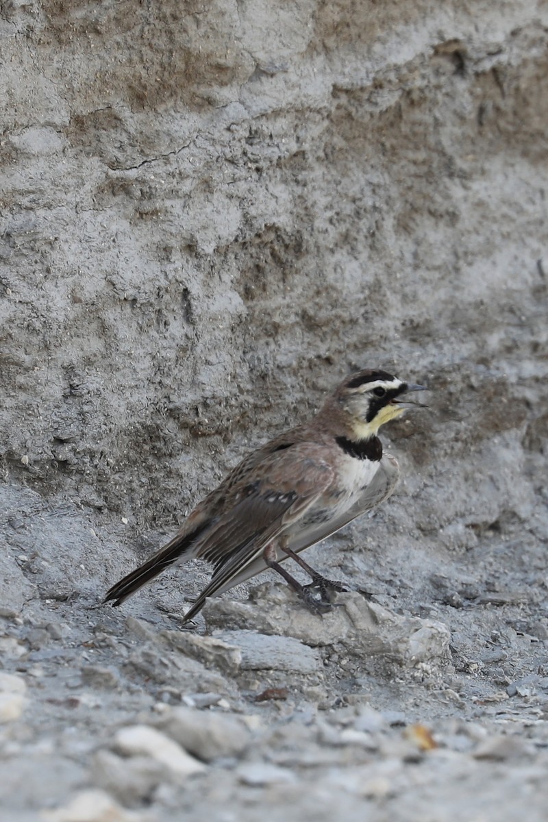 Horned Lark - ML622042121